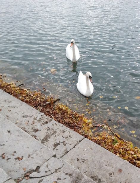 Swans